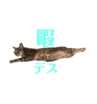 日常の一言_うちの保護猫たち（個別スタンプ：4）