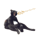 日常の一言_うちの保護猫たち（個別スタンプ：5）