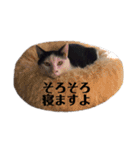日常の一言_うちの保護猫たち（個別スタンプ：6）