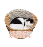 日常の一言_うちの保護猫たち（個別スタンプ：9）