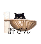 日常の一言_うちの保護猫たち（個別スタンプ：12）