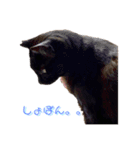 日常の一言_うちの保護猫たち（個別スタンプ：13）