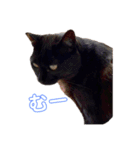 日常の一言_うちの保護猫たち（個別スタンプ：14）