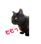 日常の一言_うちの保護猫たち（個別スタンプ：15）