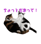 日常の一言_うちの保護猫たち（個別スタンプ：16）