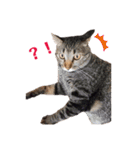 日常の一言_うちの保護猫たち（個別スタンプ：17）