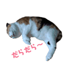 日常の一言_うちの保護猫たち（個別スタンプ：19）