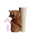 日常の一言_うちの保護猫たち（個別スタンプ：20）