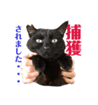 日常の一言_うちの保護猫たち（個別スタンプ：22）