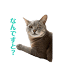 日常の一言_うちの保護猫たち（個別スタンプ：23）
