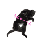 日常の一言_うちの保護猫たち（個別スタンプ：24）