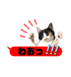 横浜の保護猫たち 03（個別スタンプ：1）
