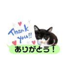横浜の保護猫たち 03（個別スタンプ：2）