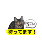 横浜の保護猫たち 03（個別スタンプ：3）