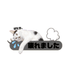 横浜の保護猫たち 03（個別スタンプ：4）
