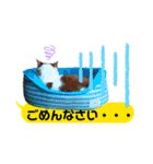 横浜の保護猫たち 03（個別スタンプ：6）