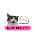 横浜の保護猫たち 03（個別スタンプ：7）