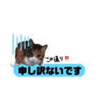 横浜の保護猫たち 03（個別スタンプ：8）