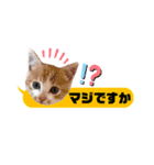 横浜の保護猫たち 03（個別スタンプ：9）