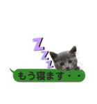 横浜の保護猫たち 03（個別スタンプ：10）