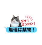 横浜の保護猫たち 03（個別スタンプ：11）