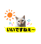 横浜の保護猫たち 03（個別スタンプ：14）