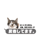横浜の保護猫たち 03（個別スタンプ：15）