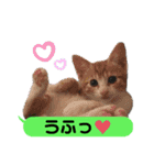 横浜の保護猫たち 03（個別スタンプ：16）
