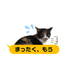 横浜の保護猫たち 03（個別スタンプ：17）