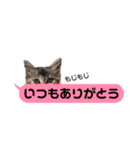 横浜の保護猫たち 03（個別スタンプ：18）