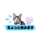 横浜の保護猫たち 03（個別スタンプ：19）