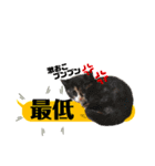 横浜の保護猫たち 03（個別スタンプ：20）