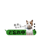 横浜の保護猫たち 03（個別スタンプ：21）