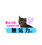 横浜の保護猫たち 03（個別スタンプ：22）