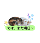 横浜の保護猫たち 03（個別スタンプ：23）