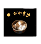 可愛いペットスタンプ6（個別スタンプ：6）