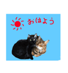 可愛いペットスタンプ6（個別スタンプ：8）