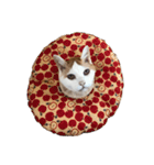 リアルりこやんスタンプ（個別スタンプ：1）