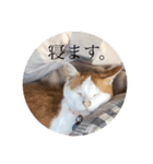 リアルりこやんスタンプ（個別スタンプ：15）