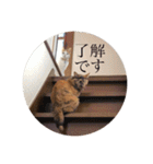 リアルりこやんスタンプ（個別スタンプ：16）