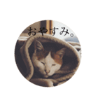 リアルりこやんスタンプ（個別スタンプ：17）