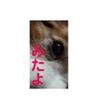 あげちょ。（個別スタンプ：4）