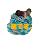あげちょ。（個別スタンプ：30）