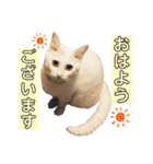 柴犬ヒメと白猫ルル（個別スタンプ：2）