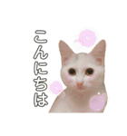 柴犬ヒメと白猫ルル（個別スタンプ：3）