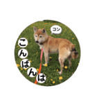 柴犬ヒメと白猫ルル（個別スタンプ：4）