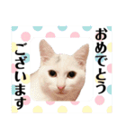 柴犬ヒメと白猫ルル（個別スタンプ：5）