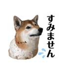 柴犬ヒメと白猫ルル（個別スタンプ：6）