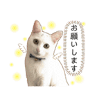 柴犬ヒメと白猫ルル（個別スタンプ：7）