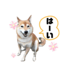 柴犬ヒメと白猫ルル（個別スタンプ：8）